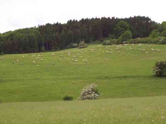 Schafe 2007