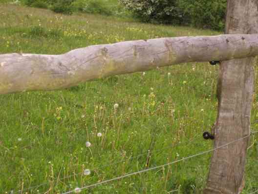 Weidezaun 2007